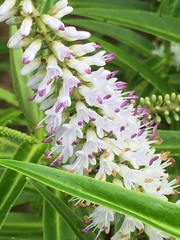 Veronica stricta lata