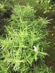 Veronica stricta lata