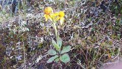 Tephroseris lindstroemii