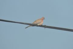 Streptopelia senegalensis