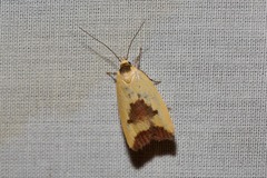 Ageletha hemiteles