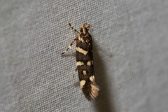 Macrobathra myriophthalma