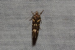 Macrobathra myriophthalma