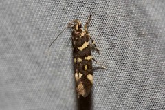 Macrobathra myriophthalma