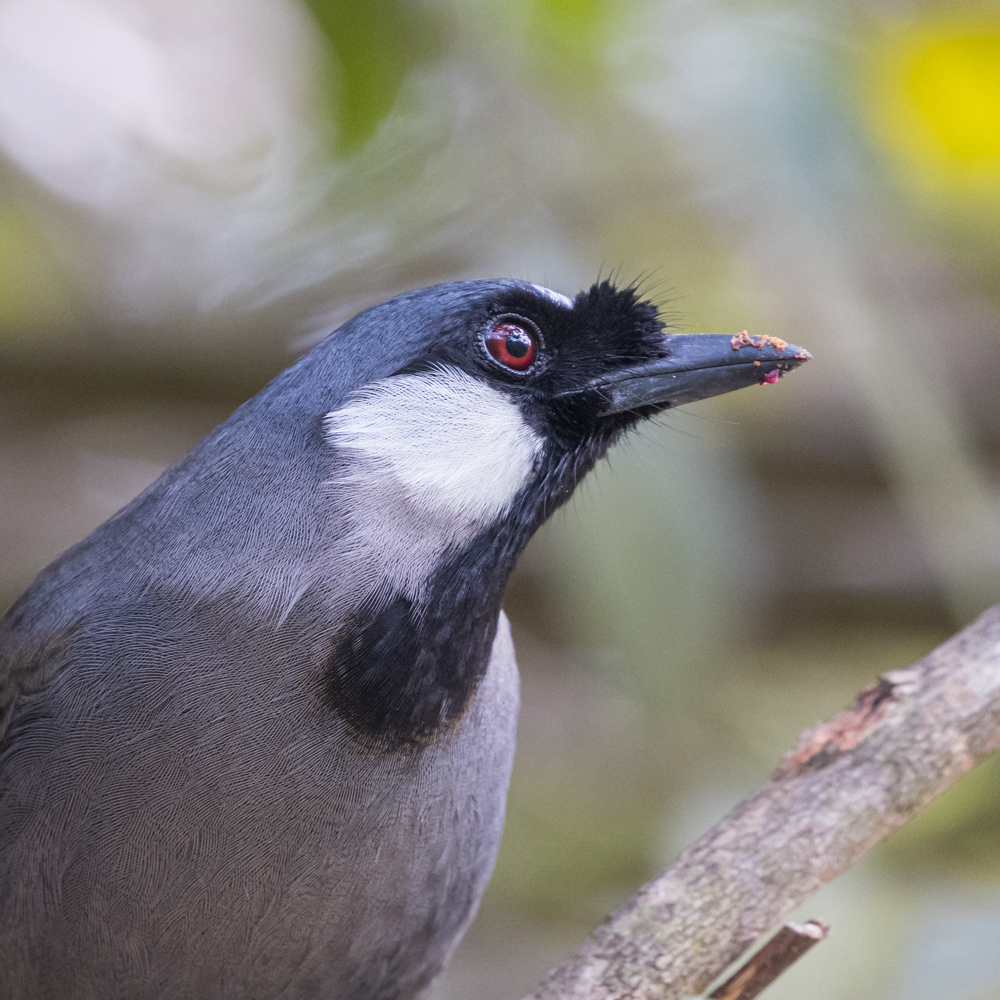Black-throated Laughingthrush