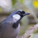 Black-throated Laughingthrush - Photo (c) 57Andrew, some rights reserved (CC BY-NC-ND), uploaded by 57Andrew