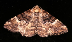Aporoctena scierodes