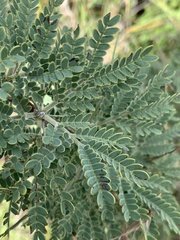 Vachellia robbertsei