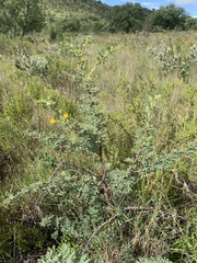 Vachellia robbertsei