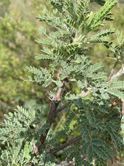 Vachellia robbertsei