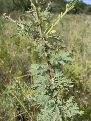 Vachellia robbertsei