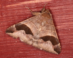 Bastilla solomonensis