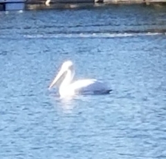 Pelecanus erythrorhynchos