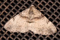 Syneora adelphodes