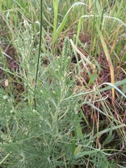 Ambrosia tenuifolia