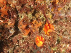 Pyura gibbosa