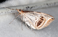 Phrataria transcissata