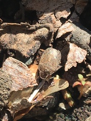 Sciocoris microphthalmus