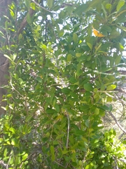 Vincetoxicum carnosum