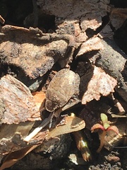 Sciocoris microphthalmus