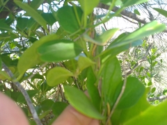 Vincetoxicum carnosum