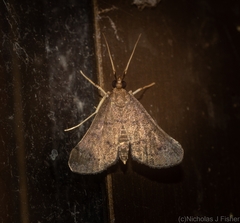 Piletocera macroperalis