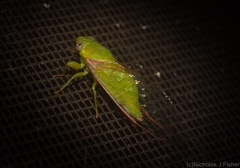 Chlorocysta vitripennis