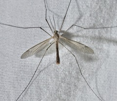 Lunatipula