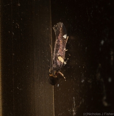 Macrobathra alternatella