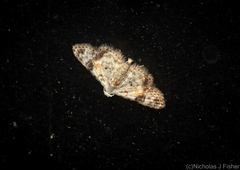 Araeopteron epiphracta