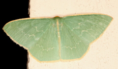 Chlorocoma melocrossa