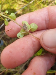 Nertera scapanioides