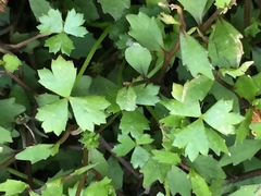 Hydrocotyle tripartita