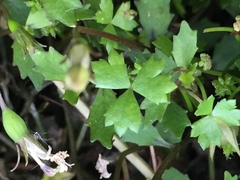 Hydrocotyle tripartita