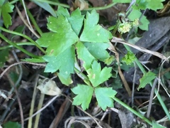 Hydrocotyle tripartita