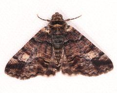 Cryphaea xylina