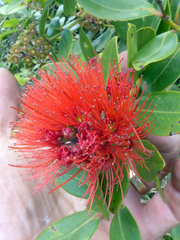 Metrosideros collina