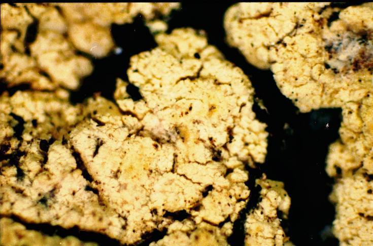 Dot Lichens