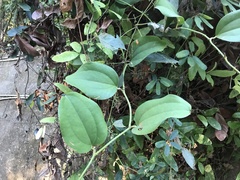 Smilax bracteata
