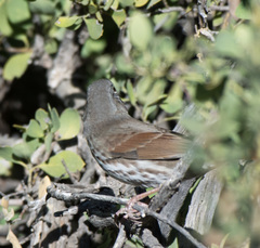 Passerella iliaca schistacea