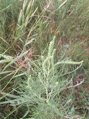 Ambrosia tenuifolia