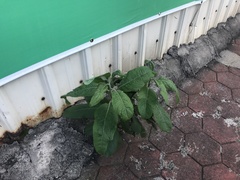 Pluchea carolinensis