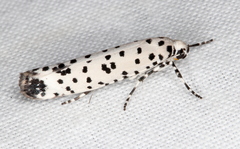 Yponomeuta internellus
