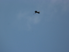 Mycteria leucocephala