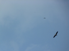 Mycteria leucocephala