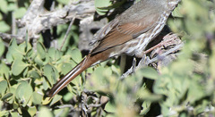 Passerella iliaca schistacea