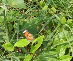 Danaus genutia