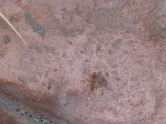 Oecophylla smaragdina