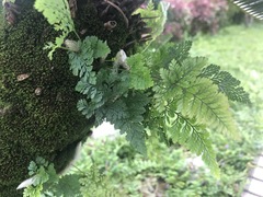 Davallia griffithiana