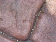 Oecophylla smaragdina